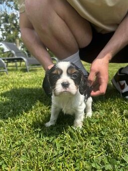 Cavalier Kings Charles