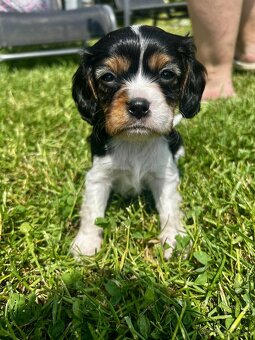 Cavalier King Charles