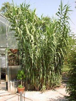 trstina obrovská Aruna Arundo-donax Trsteník