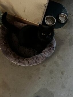 Darujem do dobrý rúk