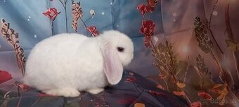 Mini Lop Esme