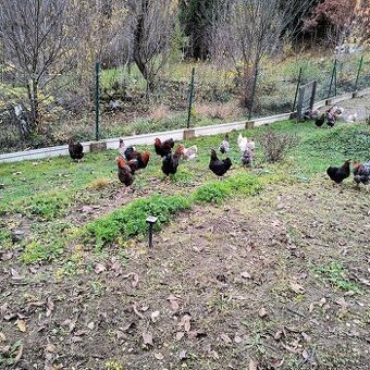 Wyandotka lemovaná mix