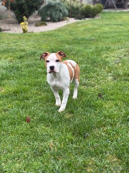 Americký stafordšírsky teriér