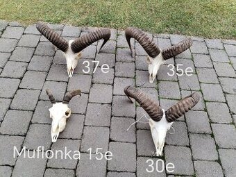 Trofeje muflonov