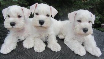 Bradáč malý biely - šteniatka s PP - sučky