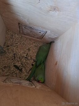 Chovná párka ALEXANDER MALY