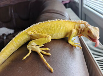 Pár leguán Albíno