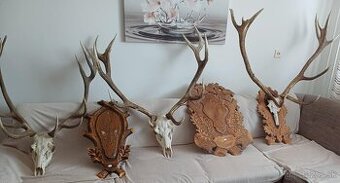 Predám parohy , trofeje