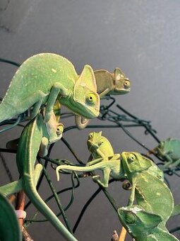 Chameleony Jemenske