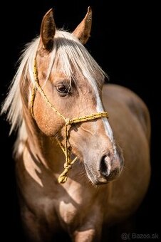 Appaloosa