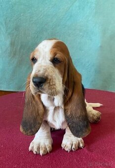 Štěně Basset Hound