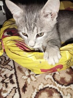 Darujem 2 mesačné mačičky