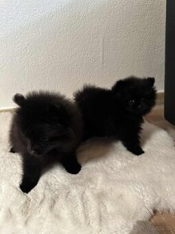 Pomeranian šteniatká - 1