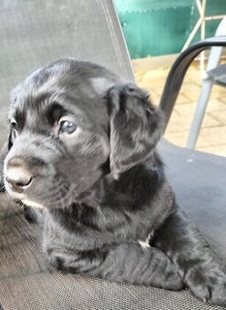 Šteniatka Labradora