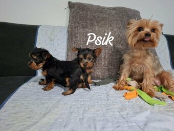Yorkshirsky teriér  MINI psík do dobrých rúk