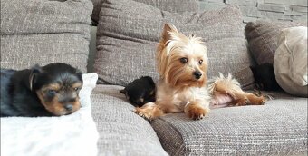 Yorkshirsky teriér  MINI psík do dobrých rúk - 1