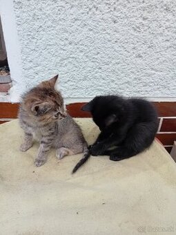 Ponúkam krásne už veľké mačiatka