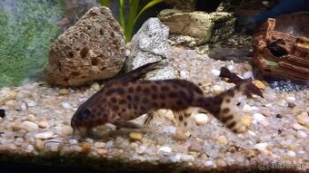 Synodontis a Pancierniček Trinidadský - Megalechis