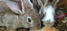 2-mesačné králiky