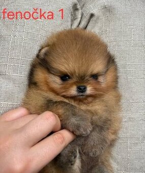 Pomeranian mini