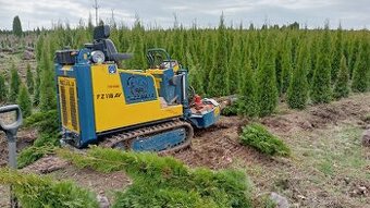 Tuja Smaragd, vavrínovec, červienka - POPRAD A OKOLIE