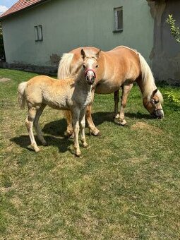 Haflinger kobyla