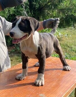Americky pitbul