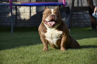 American bully s PP