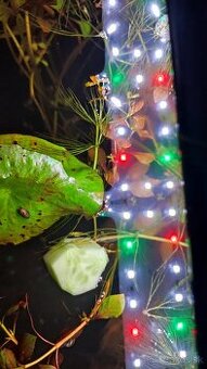 Krevetky neocardina davidi yellow