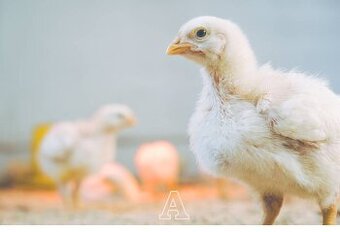 Brojlerové kurence