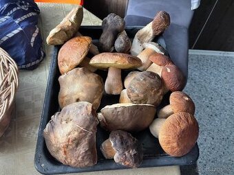 Predam hriby dubáky