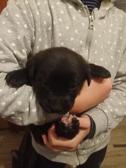 Darujem čierne šteniatka