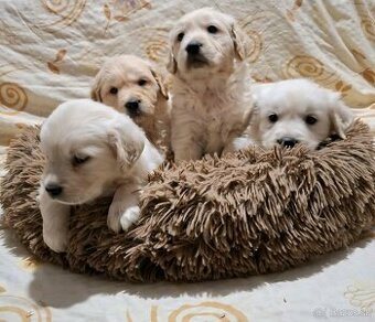 Predám Šteniatka Zlaty retriever-Golden retriever