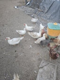 Ponúkam čínske kačice