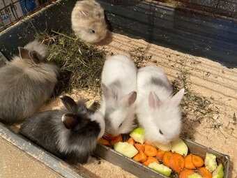 Zakrslý králik, zakrslý zajačik