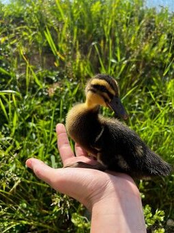 🦆 Predám kačky – ruanské 🦆