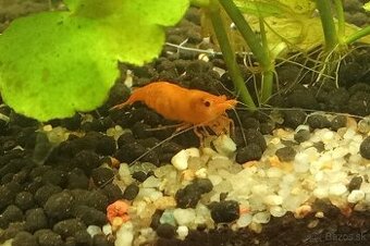 Krevetky Neocardina davidi Orange Sakura