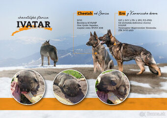 Nemecký ovčiak šteniatka