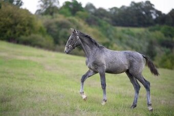 Žriebätko lipican - 2025