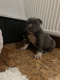 Americký stafordšírsky teriér