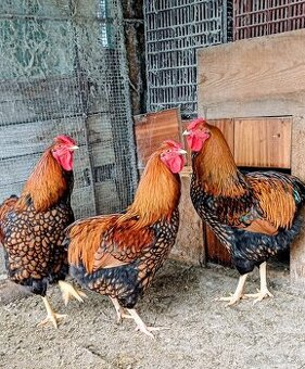 Wyandotka kohúti GSG