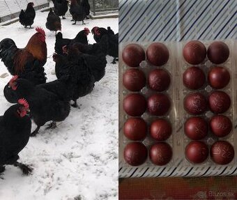 Maranska čierna medenokrká - kuriatka