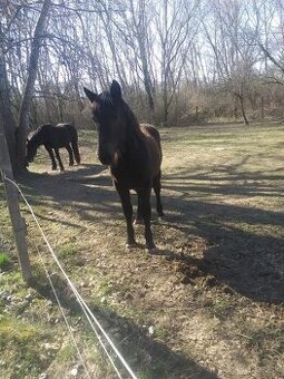 Kobyla Norik Muránsky 10 mesiacov