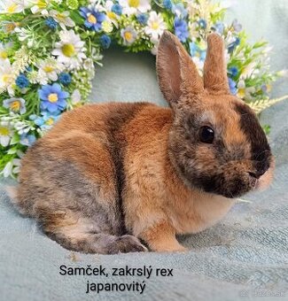 Zakrslý rex - samček japanovitý