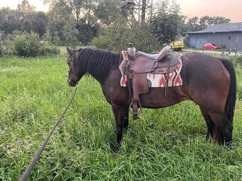 Appaloosa x quarter horse