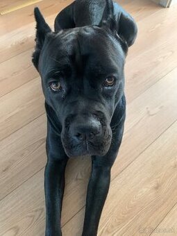 Pes na krytie Cane Corso