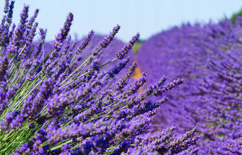 Levanduľa úzkolistá ´HIDCOTE BLUE