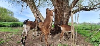 Predám Anglonubijské kozliatka