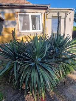 Yucca
