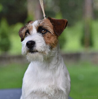 Jack Russell terier - FENKA k adopci